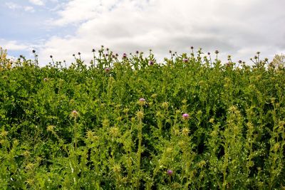 Scenic view of flowering plants on field against sky