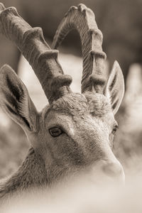 Close-up of deer