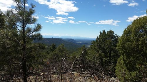 Scenic view of forest against sky