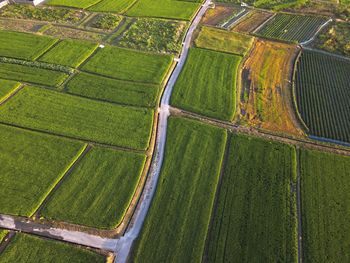 Aerial view of agricultural field