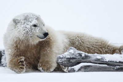 High angle view of sheep on snow covered landscape