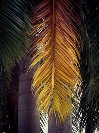 Low angle view of palm trees