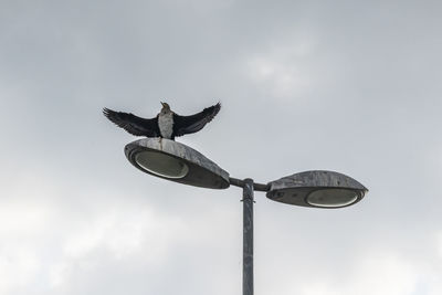 Cormorant on a street lamp