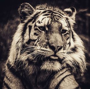 Close-up portrait of tiger