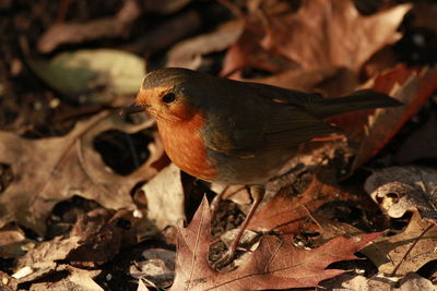 Close-up of sparrow perching on autumn leaves