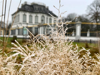 Close-up of plants growing on field against buildings