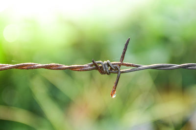 Close-up of barbed wire on plant