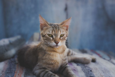 Close-up portrait of a cat