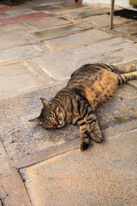 High angle view of cat sleeping on footpath