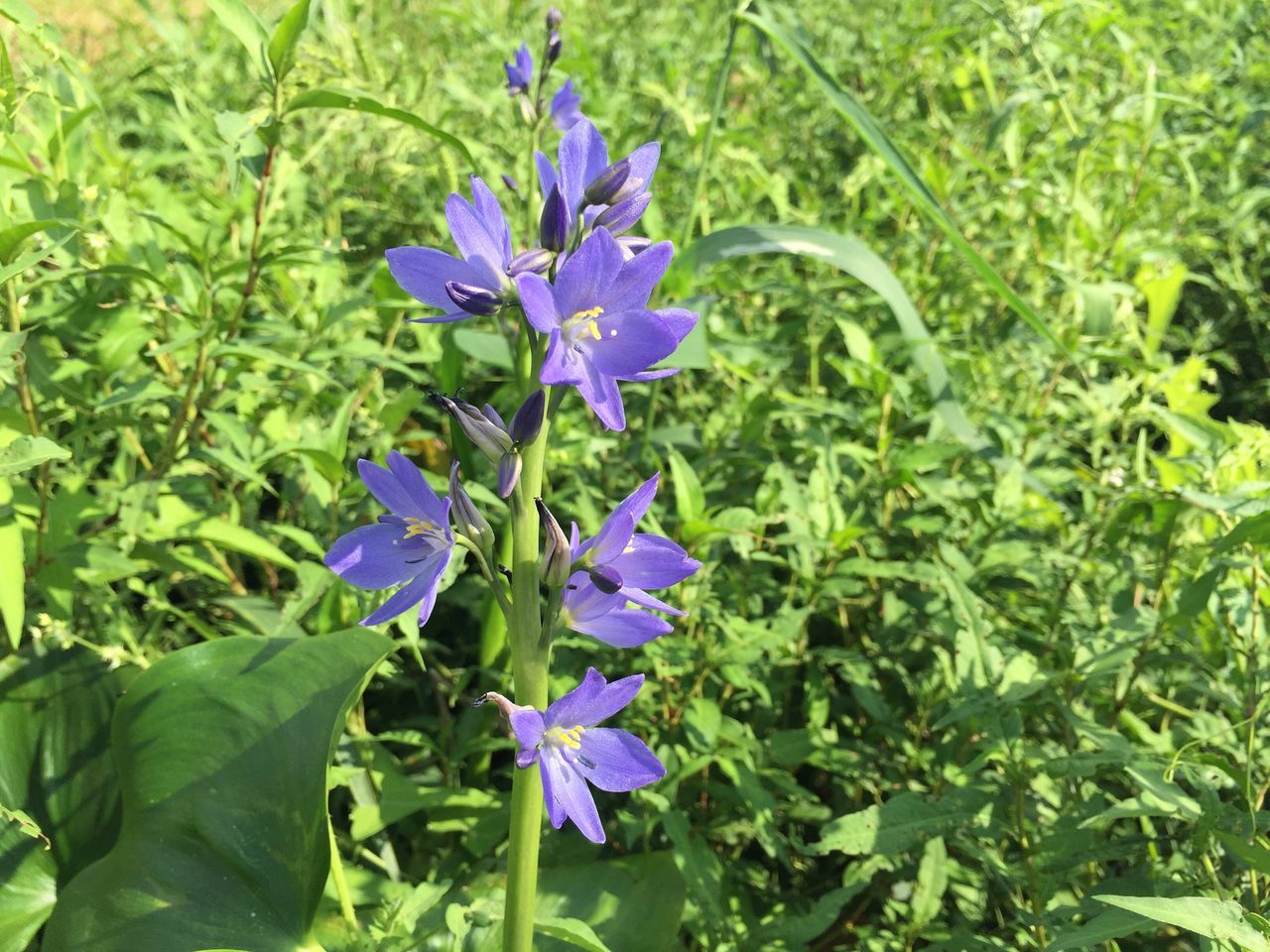 CLOSE-UP OF PURPLE FLOWERS BLOOMING IN FIELD