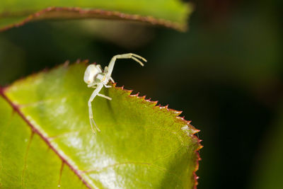 Close-up of insect on leaf