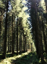 Trees in forest