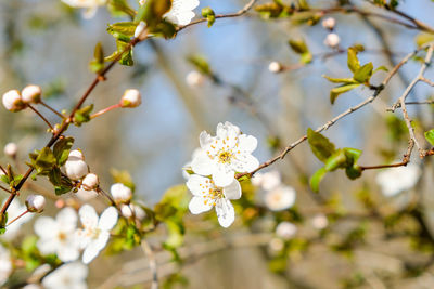 Close-up of white cherry blossoms in spring