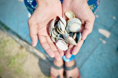 Close-up of hand holding shells