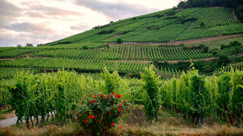 Scenic view of vineyard against sky