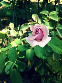 Close-up of pink rose