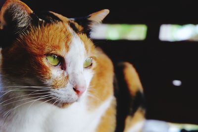 Close-up of cat looking away