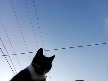 Low angle view of cat against clear sky