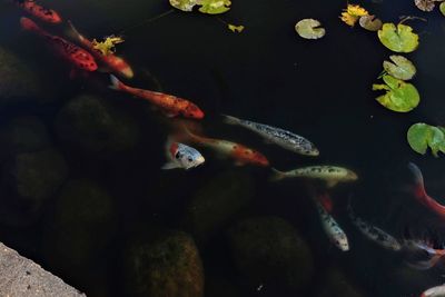 High angle view of koi carps swimming in lake