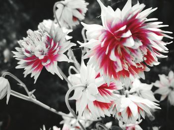 Close-up of flowers blooming outdoors