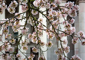 Low angle view of cherry blossom tree