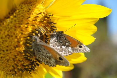 Close-up of honey bee on yellow flower