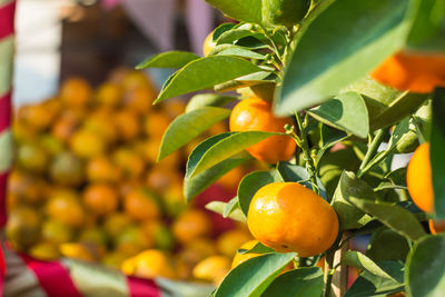 Close-up of fruits on tree