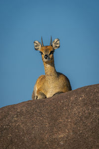 Low angle view of deer on rock against clear blue sky