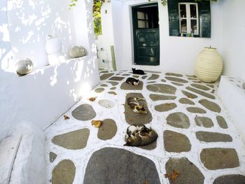 Cat in front of building