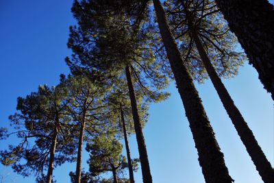 Low angle view of trees against sky