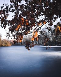 Trees against sky during winter