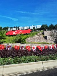 Red flowering plants by building against blue sky