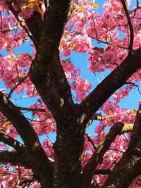 Low angle view of cherry blossoms against sky