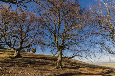 Bare trees on field against sky