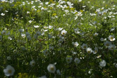 Close-up of fresh white flowers in field