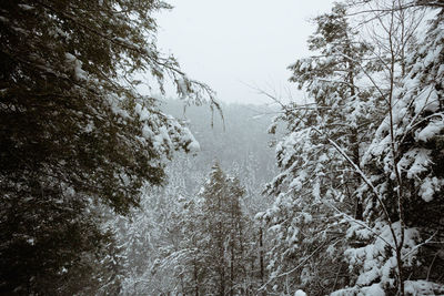 Snow covered land and trees against clear sky