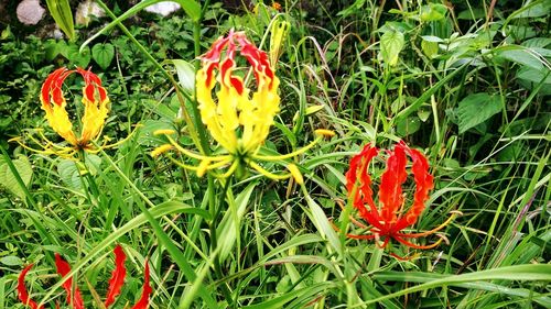 Close-up of red flowers on field