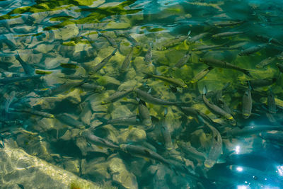 Fish swimming in sea