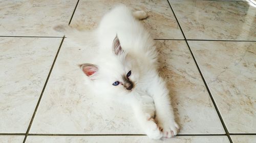 High angle view of cat lying on tiled floor