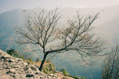 Bare tree against mountains during foggy weather