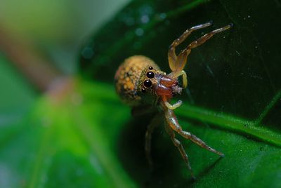 Close-up of spider