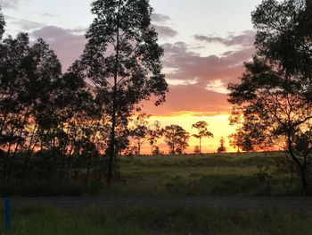 Silhouette trees on field against sky during sunset