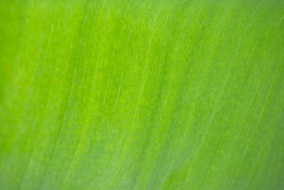 Full frame shot of green leaf