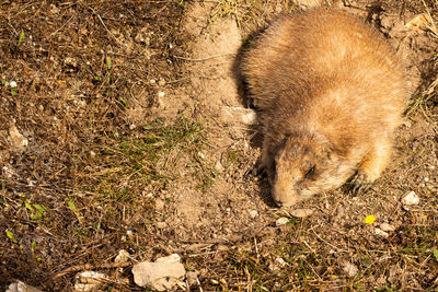 High angle view of cat on field