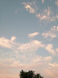 Low angle view of tree against sky