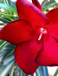 Close-up of red hibiscus flower