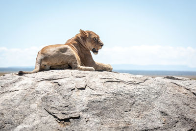 Big cat on rock against sky