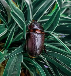 Close-up of insect on plant