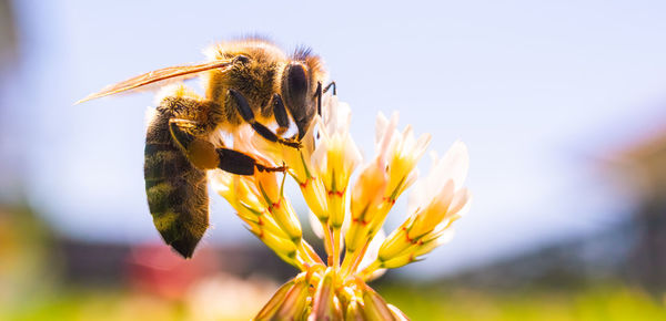 honey bee