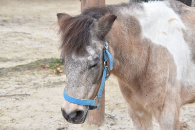 Close-up of a horse